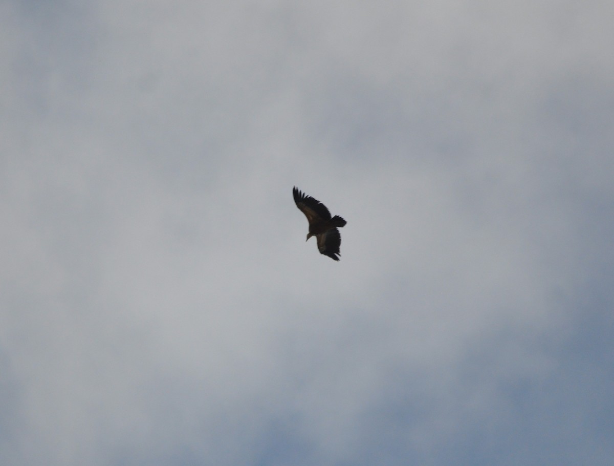 Eurasian Griffon - ML646408320