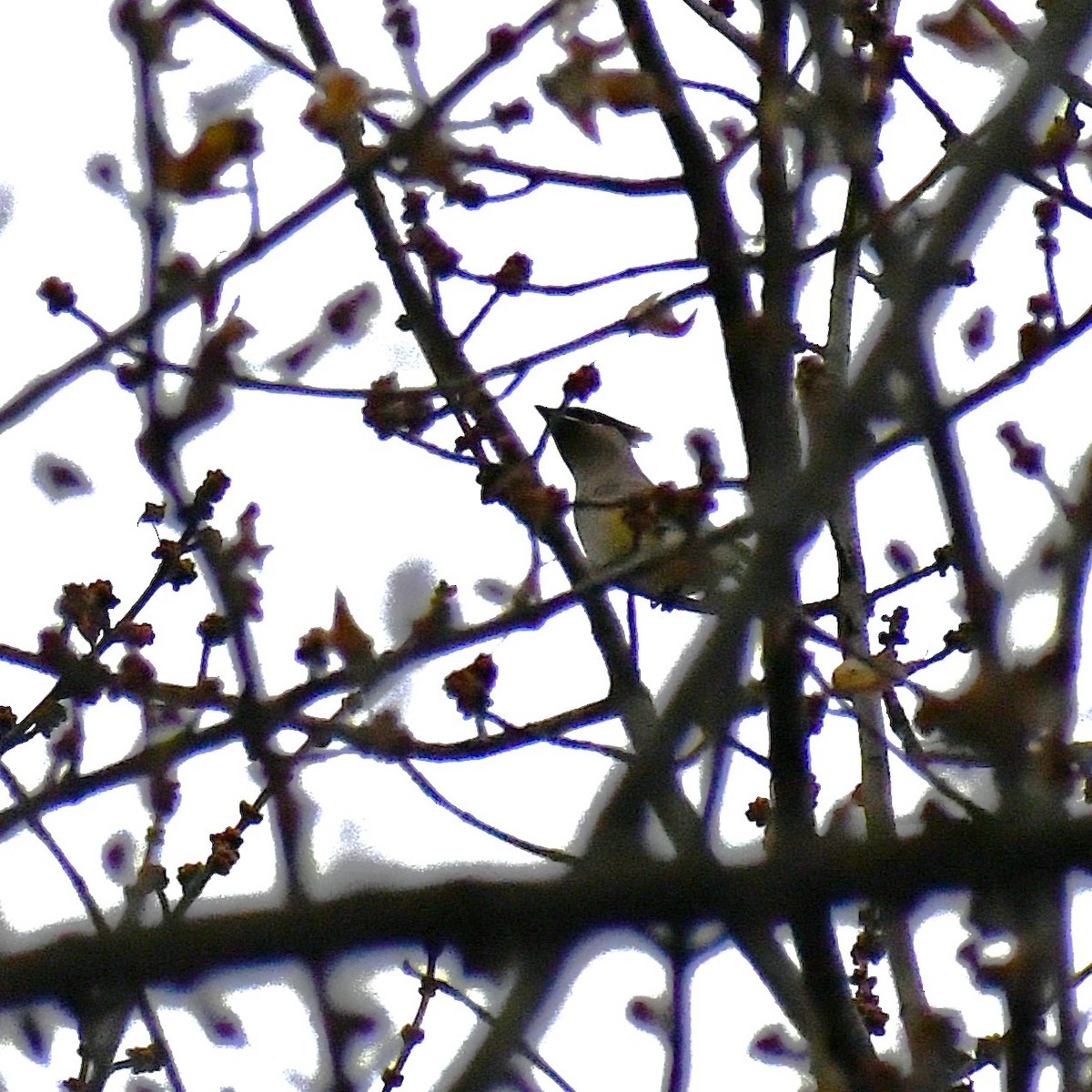 brkoslav americký - ML646408321