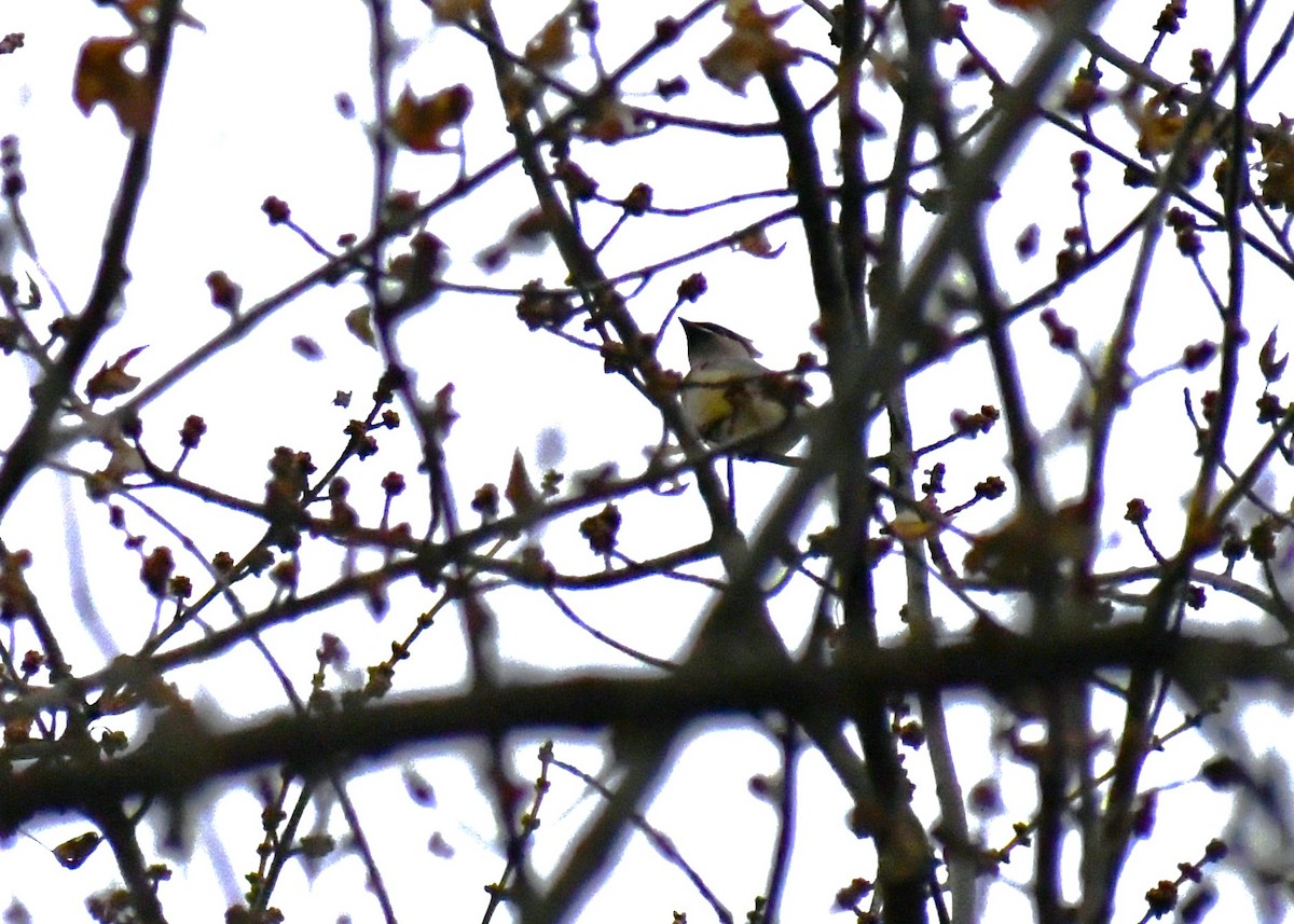 brkoslav americký - ML646408322