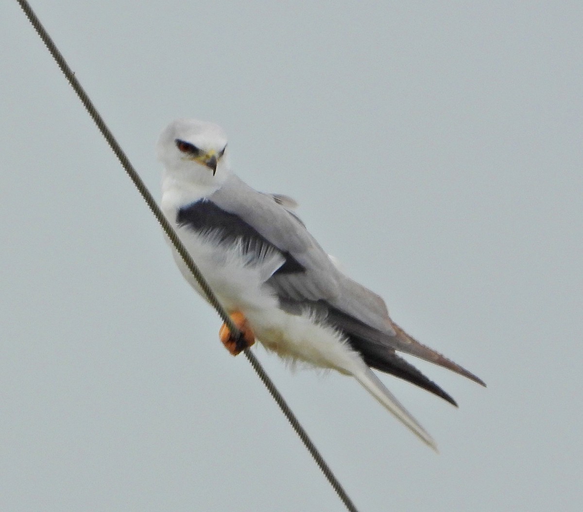 White-tailed Kite - ML646408324