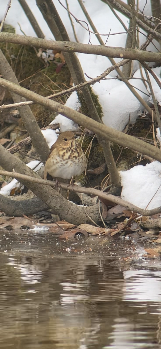 eremittskogtrost - ML646408325