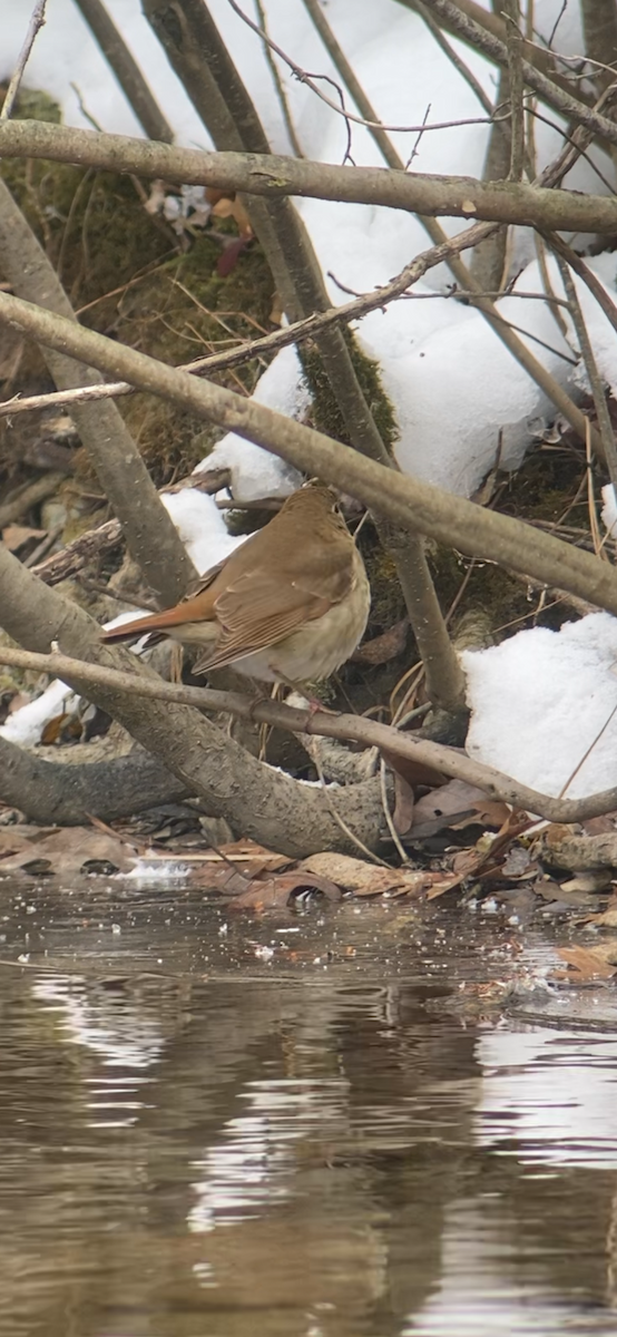 eremittskogtrost - ML646408326