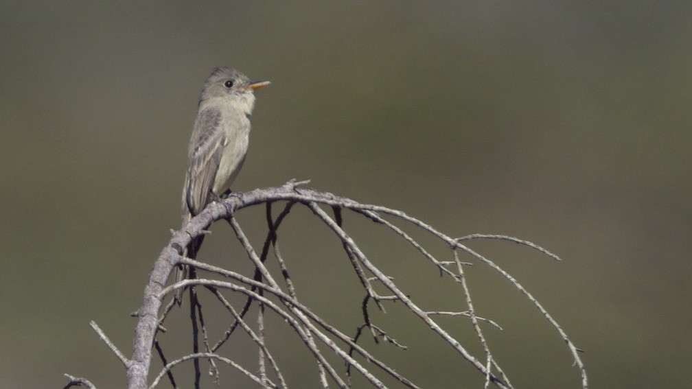 Jose Maria Pivisi - ML646408327