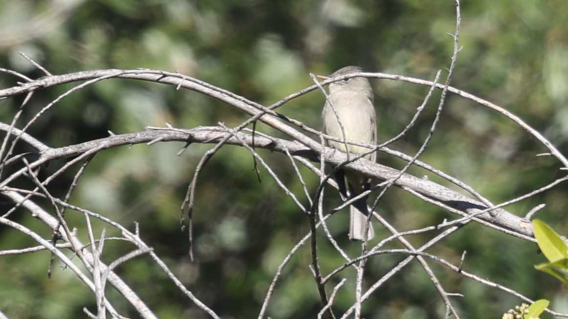 Jose Maria Pivisi - ML646408328