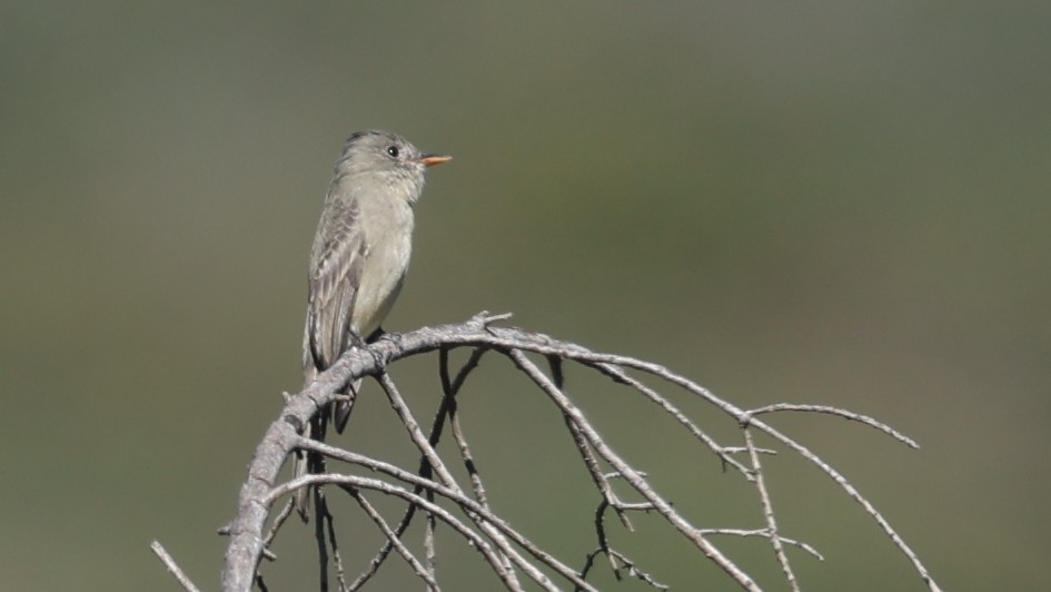 Jose Maria Pivisi - ML646408329