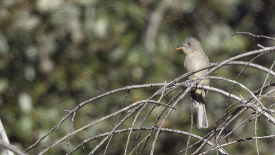 Jose Maria Pivisi - ML646408330