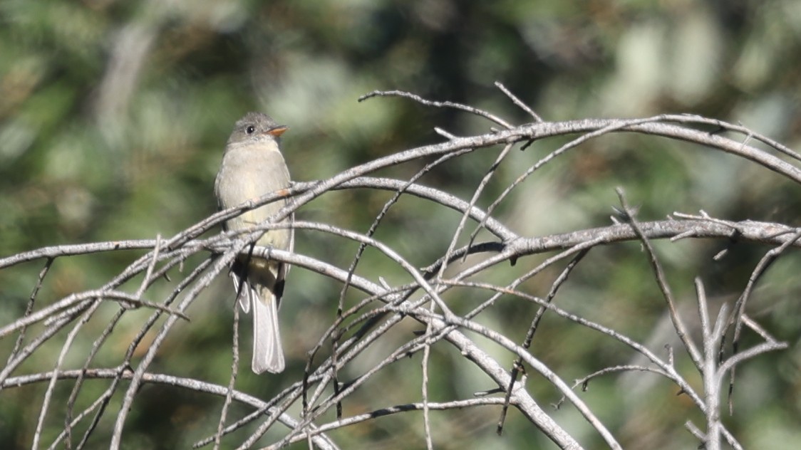 Jose Maria Pivisi - ML646408331