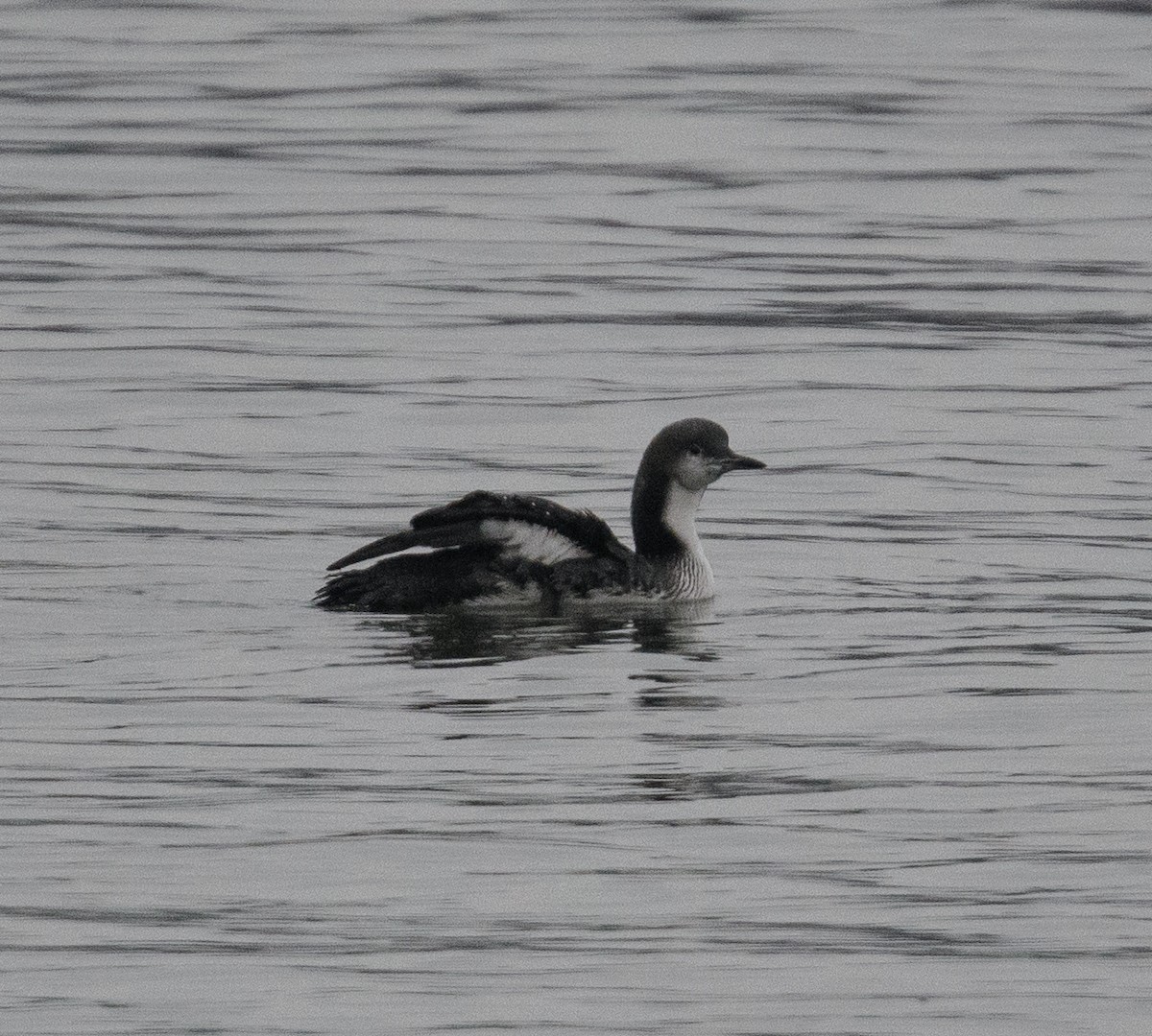 Pacific Loon - ML646408332