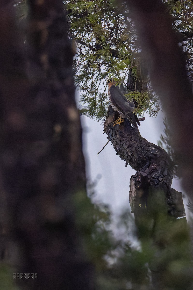 Eurasian Sparrowhawk - ML646408340