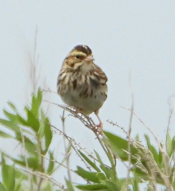 Savannah Sparrow - ML646408342