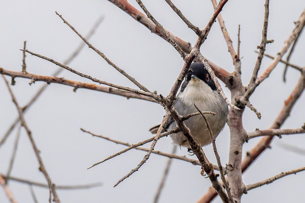 Samtkopf-Grasmücke - ML646408344