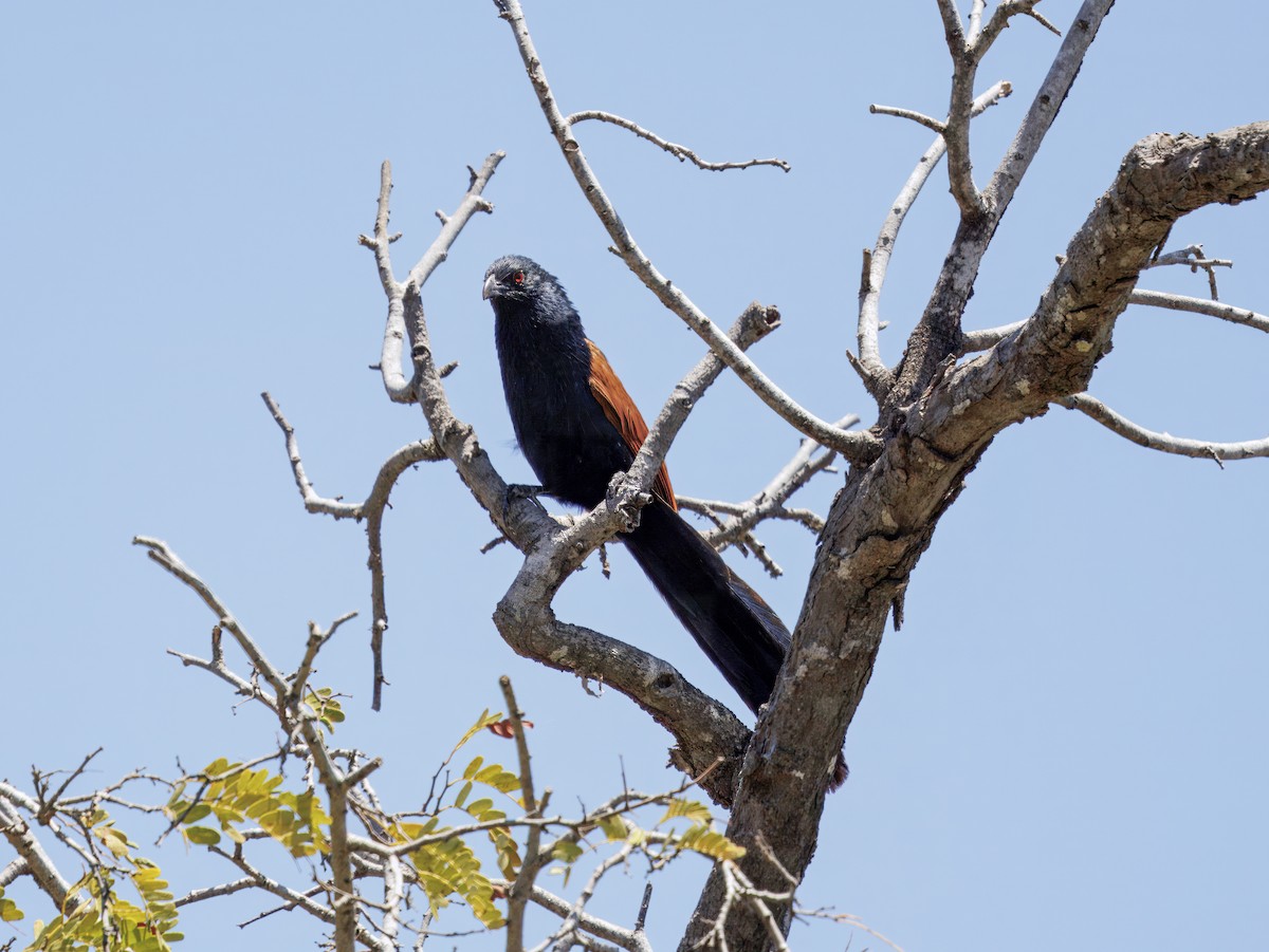 Malagasy Coucal - ML646408350