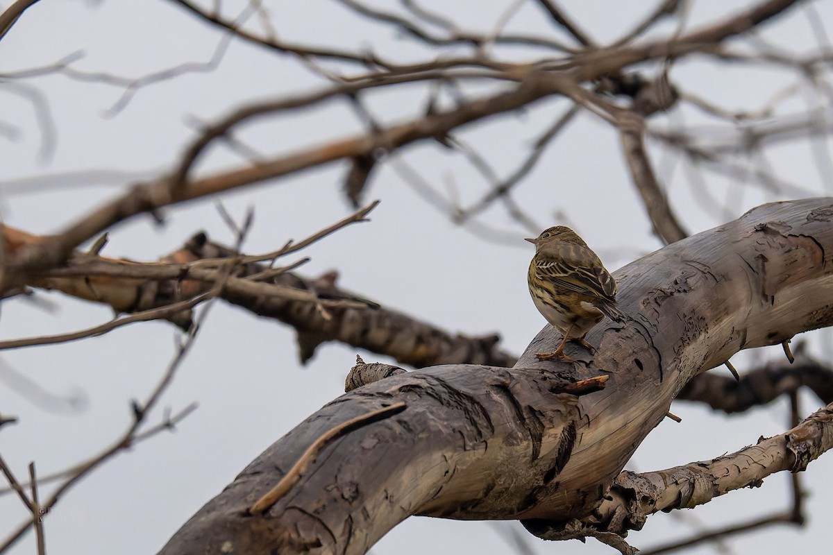 Meadow Pipit - ML646408353