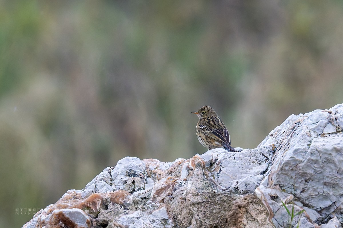 Meadow Pipit - ML646408354