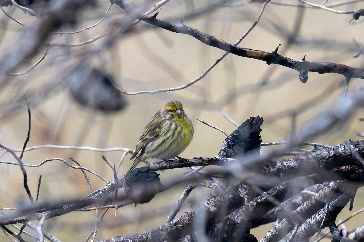 European Serin - ML646408365