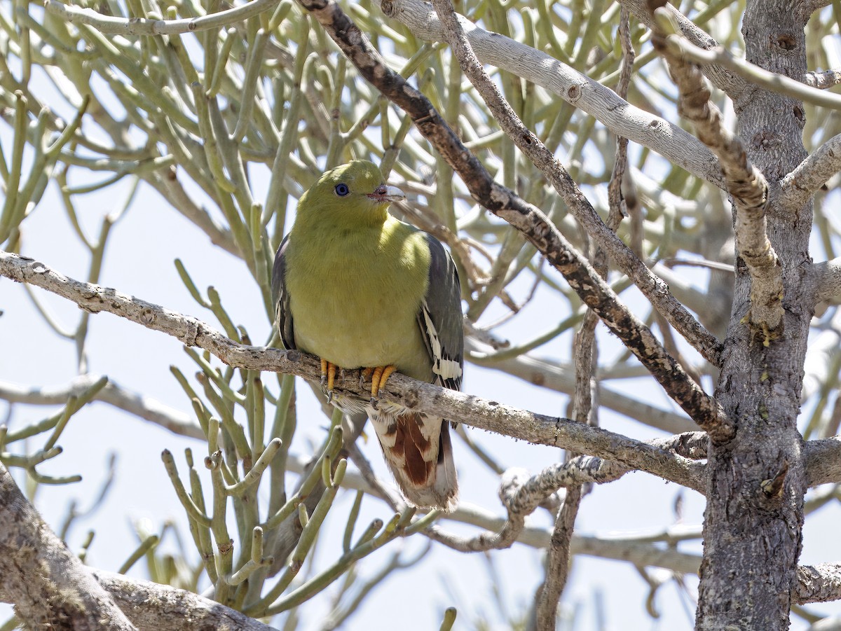 Madagascar Green-Pigeon - ML646408367