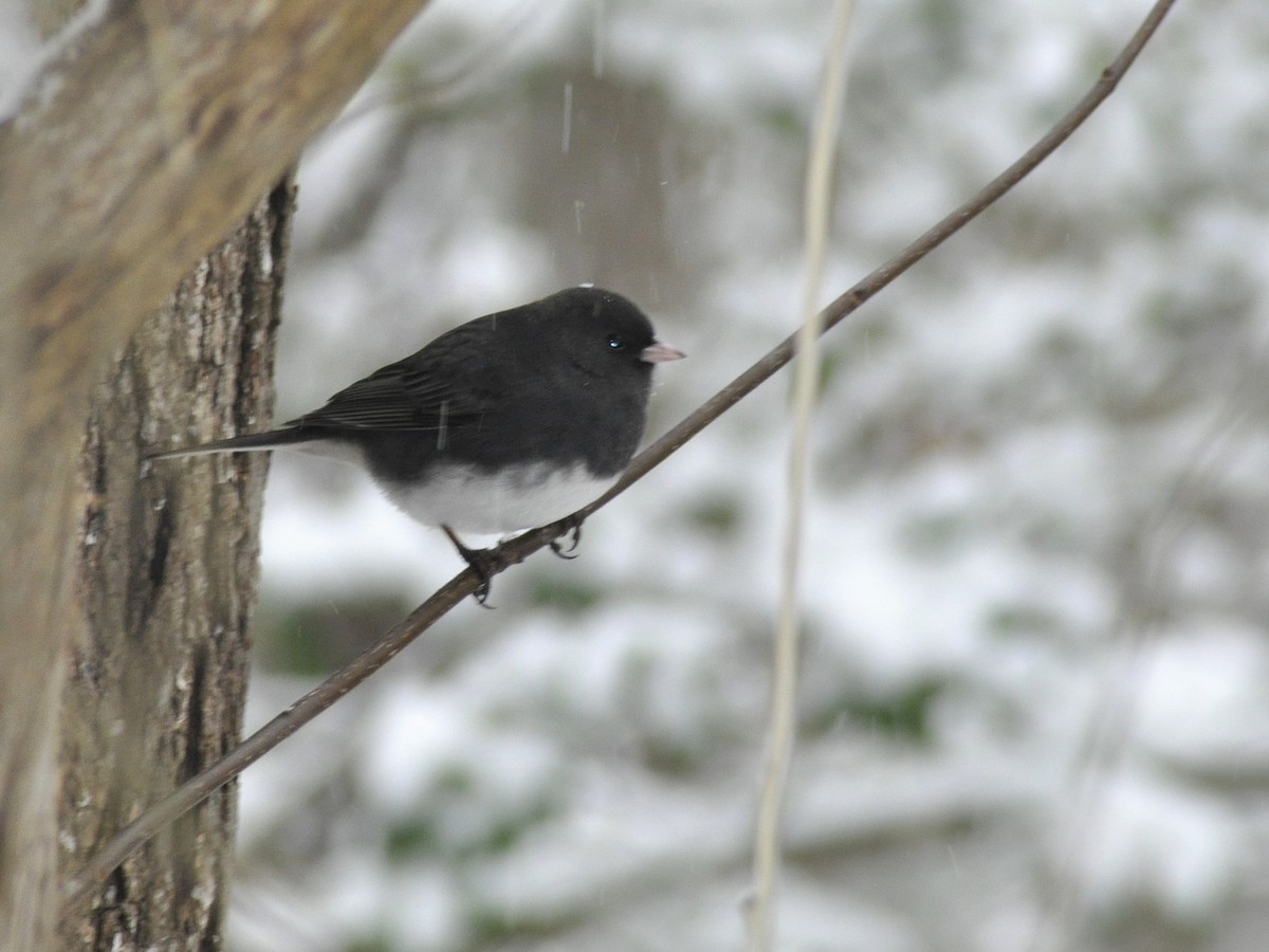 Dark-eyed Junco - ML646408371
