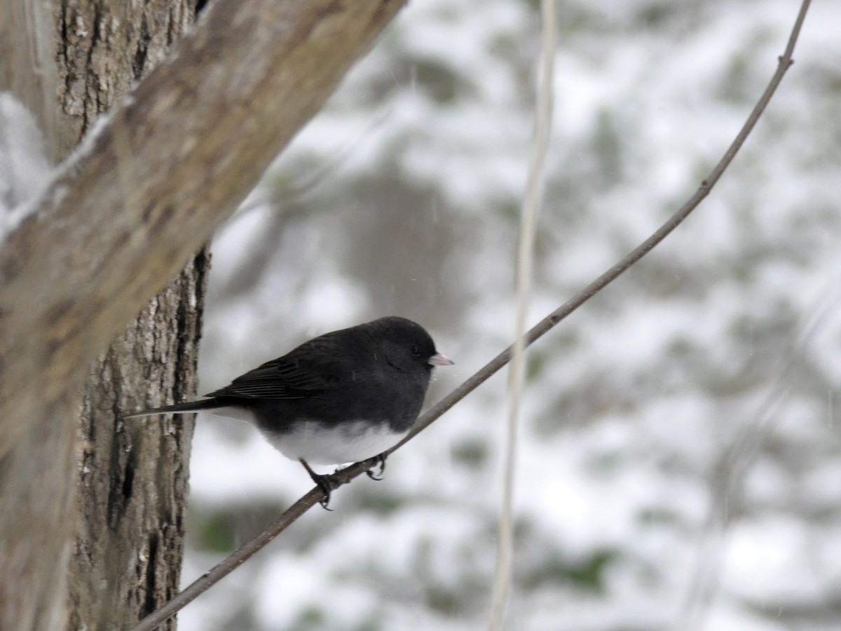 Dark-eyed Junco - ML646408372
