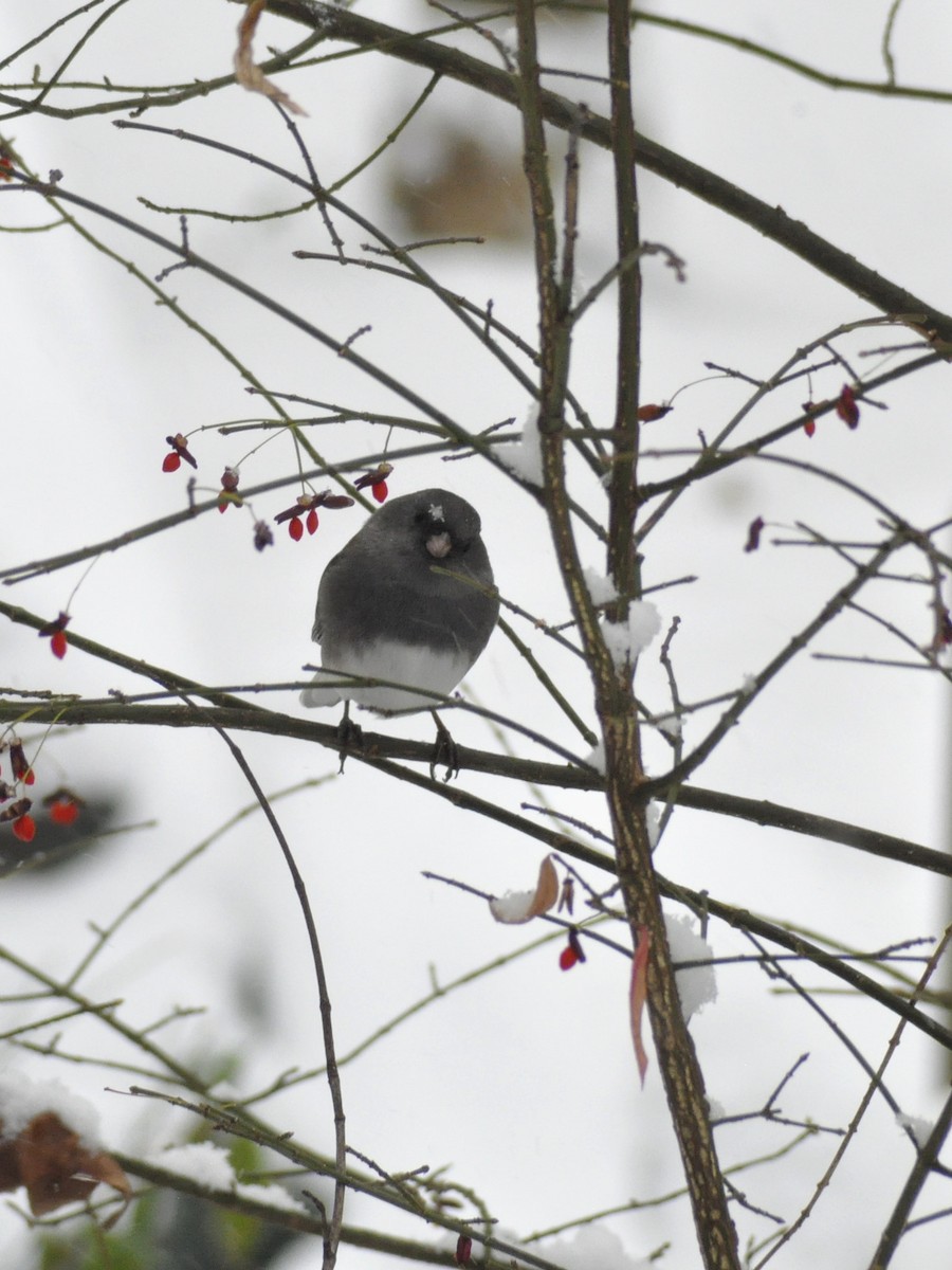 Dark-eyed Junco - ML646408373