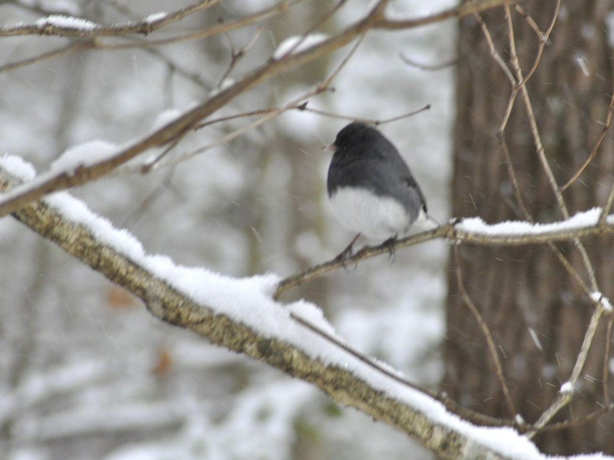 Dark-eyed Junco - ML646408374