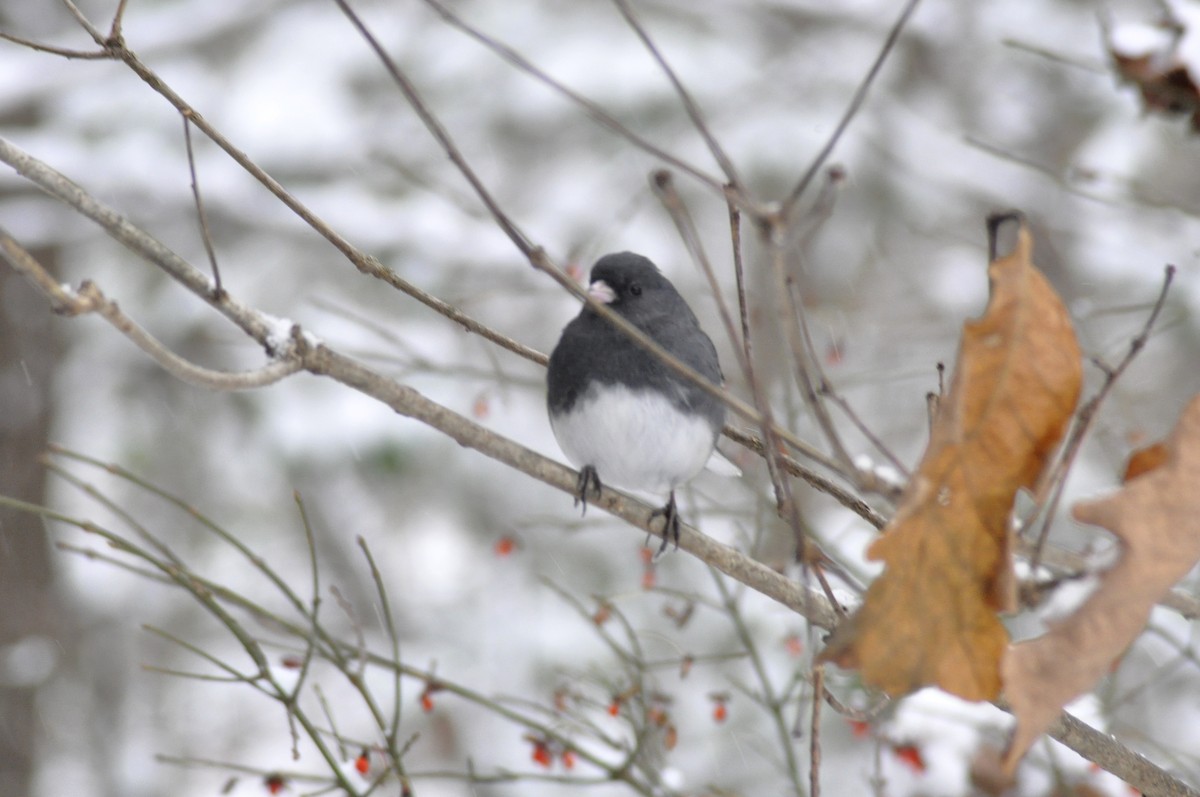 Dark-eyed Junco - ML646408376