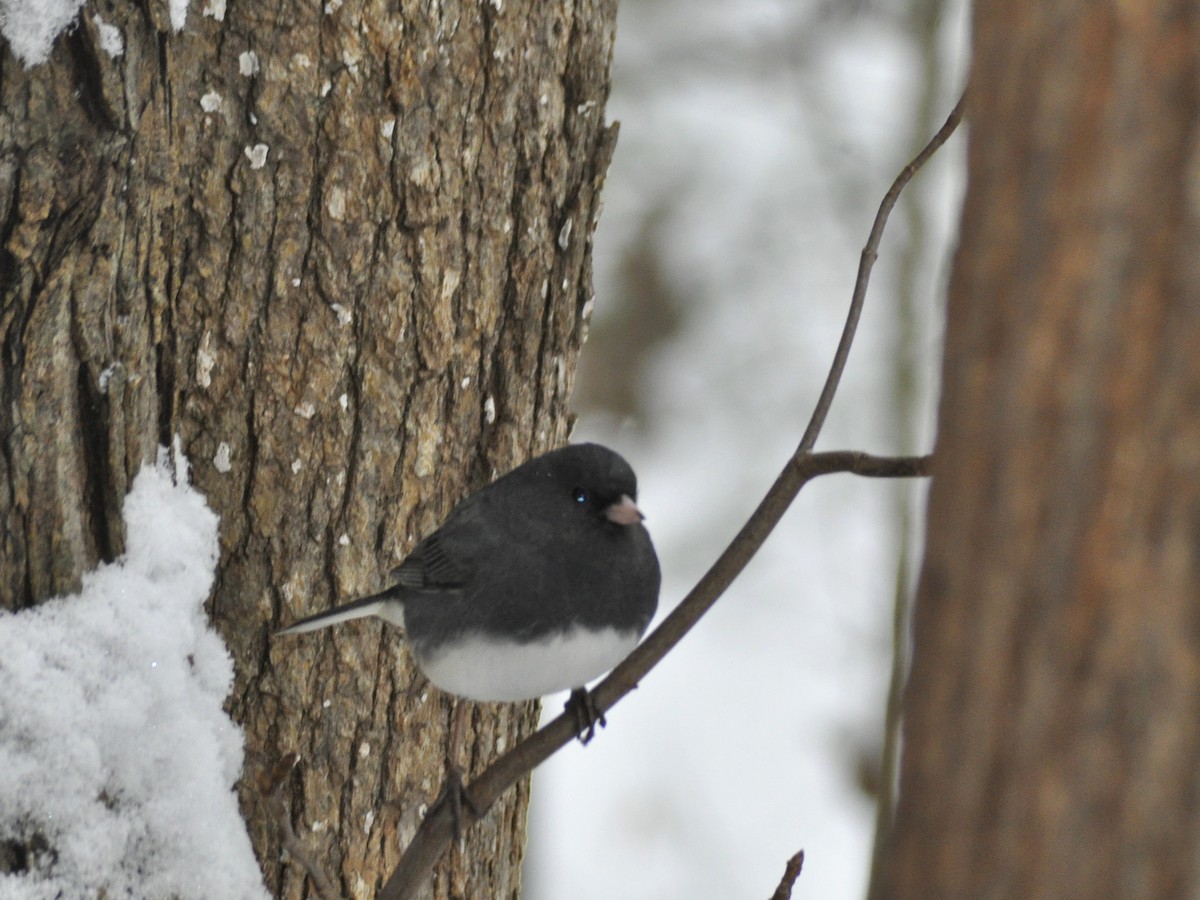 Dark-eyed Junco - ML646408377