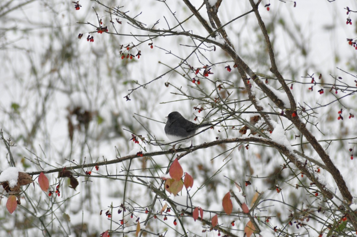 Dark-eyed Junco - ML646408379