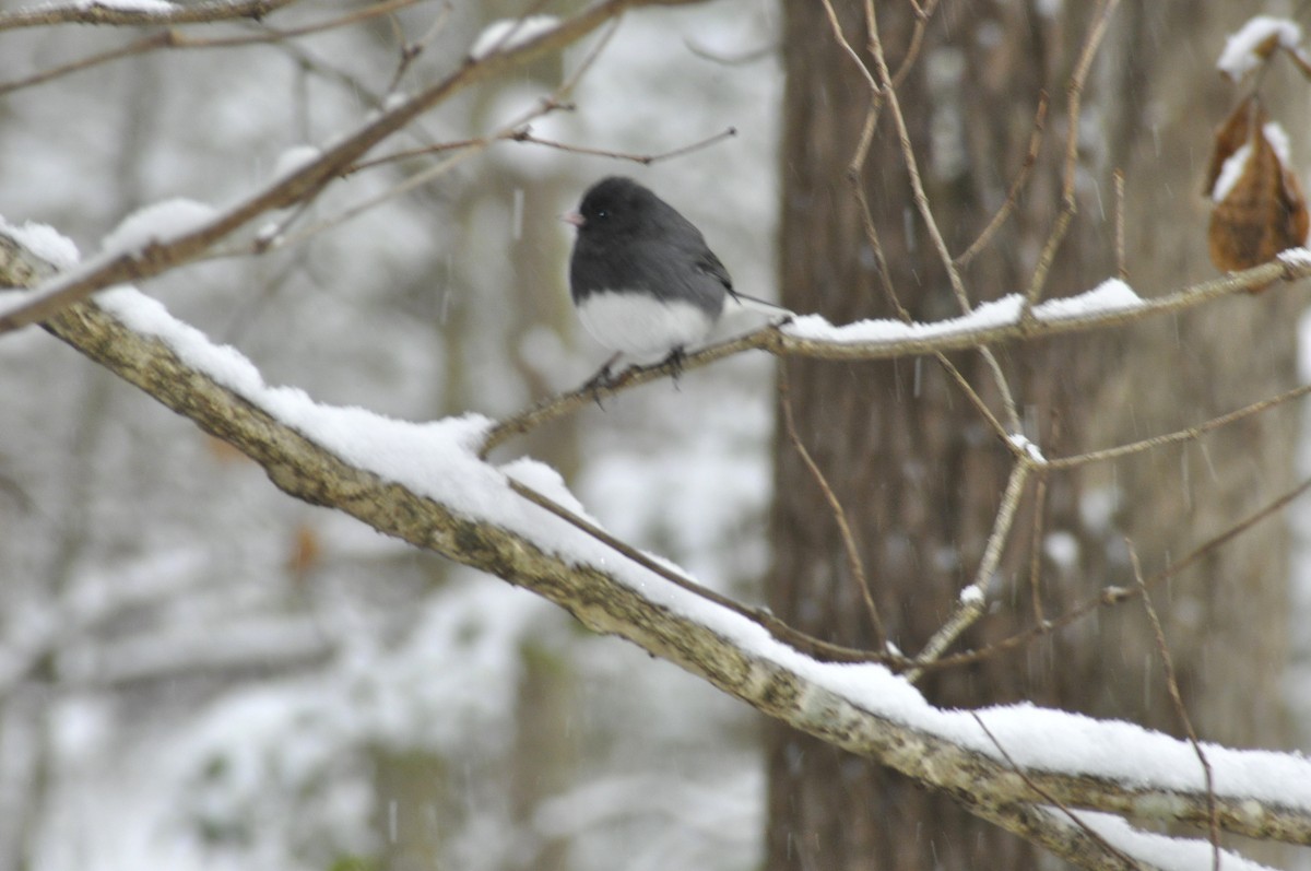 Dark-eyed Junco - ML646408380