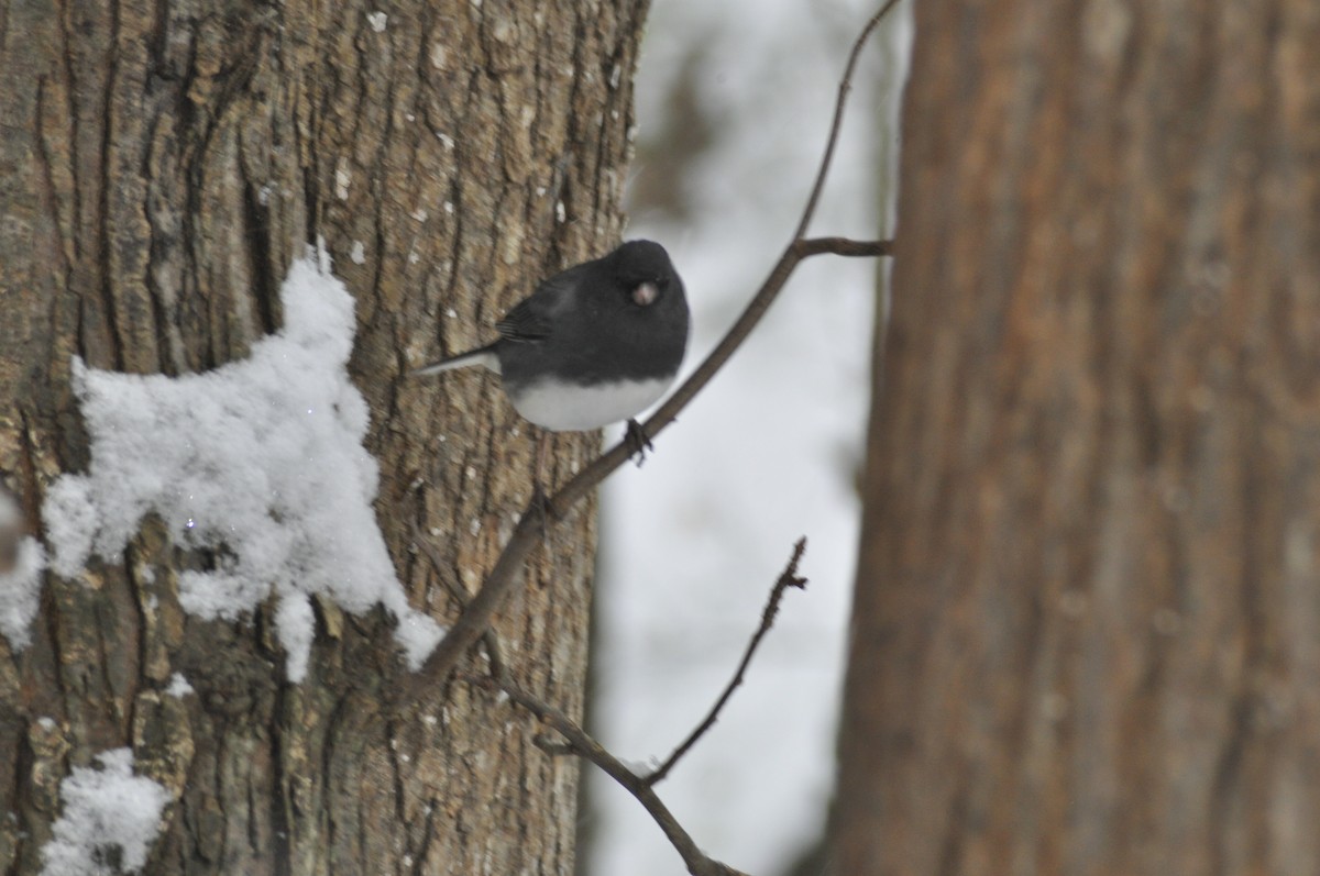 Dark-eyed Junco - ML646408381