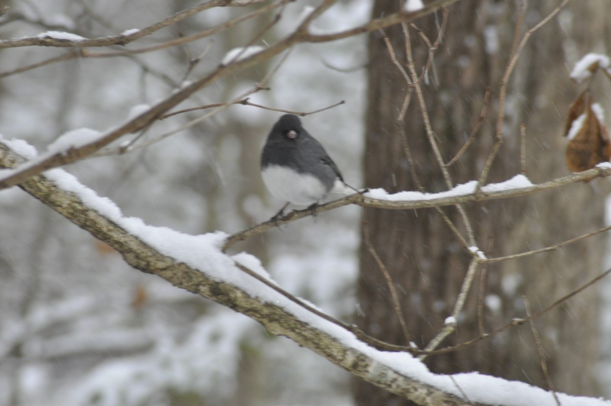 Dark-eyed Junco - ML646408382