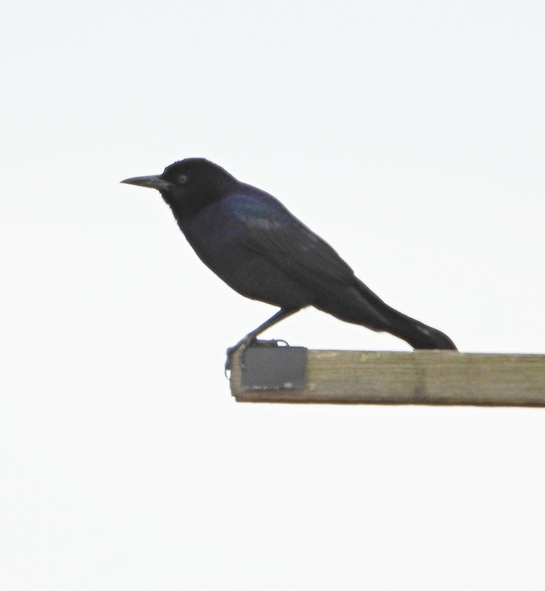 Boat-tailed Grackle - ML646408385