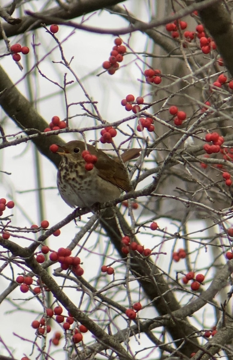 eremittskogtrost - ML646408386