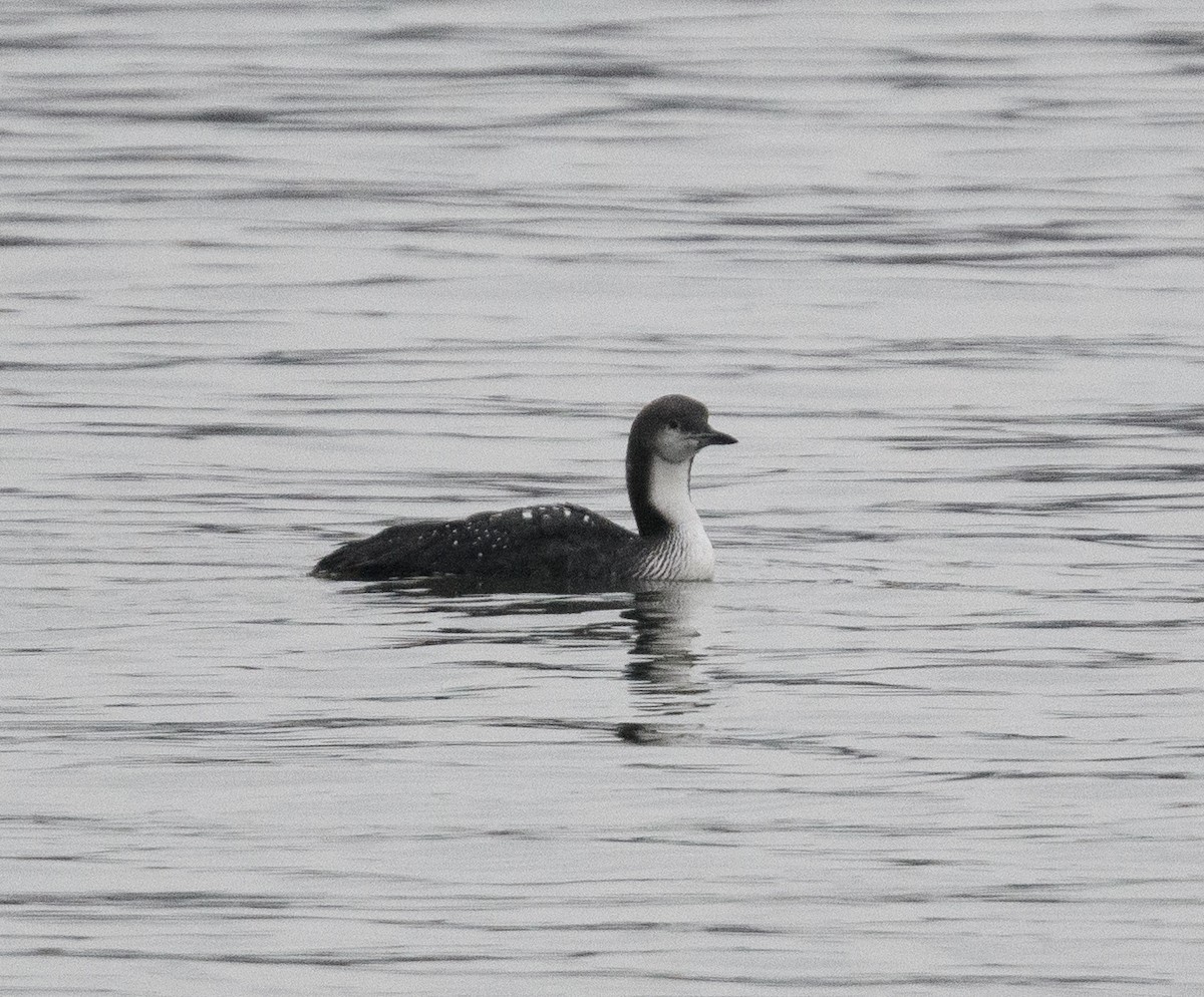 Pacific Loon - ML646408388