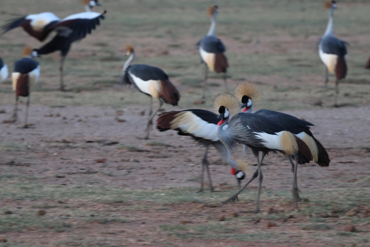 Gray Crowned-Crane - ML646408389