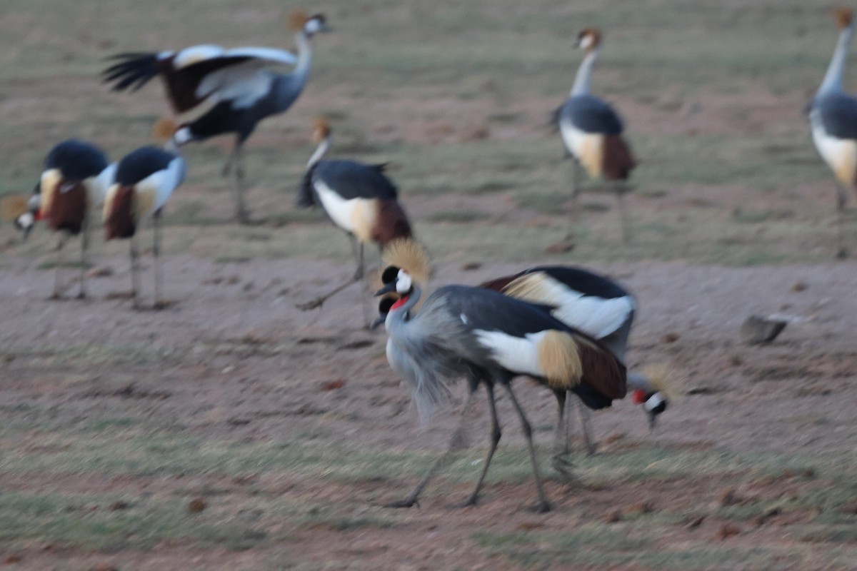 Gray Crowned-Crane - ML646408390