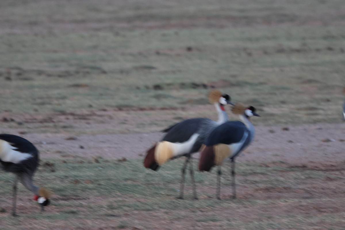 Gray Crowned-Crane - ML646408391