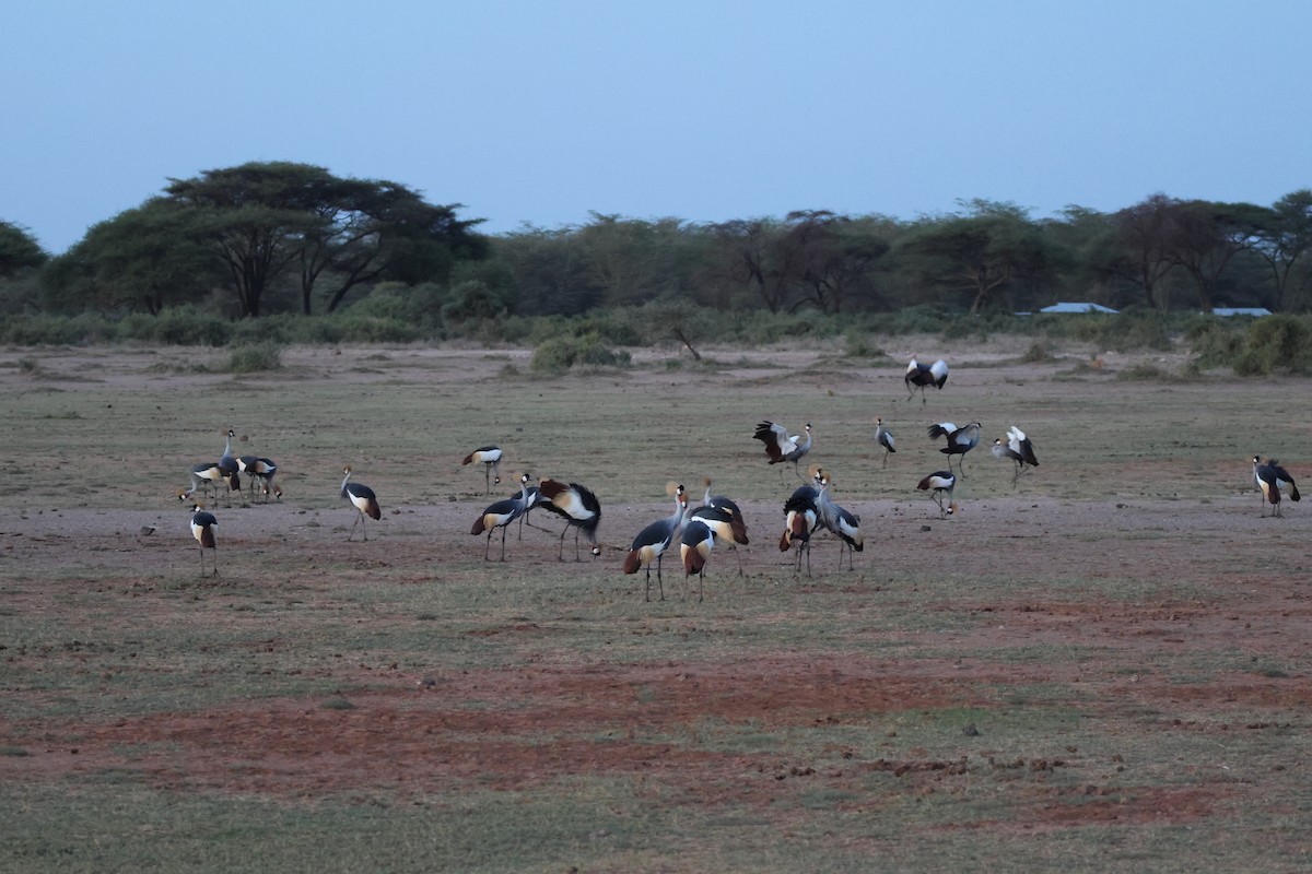 Gray Crowned-Crane - ML646408392
