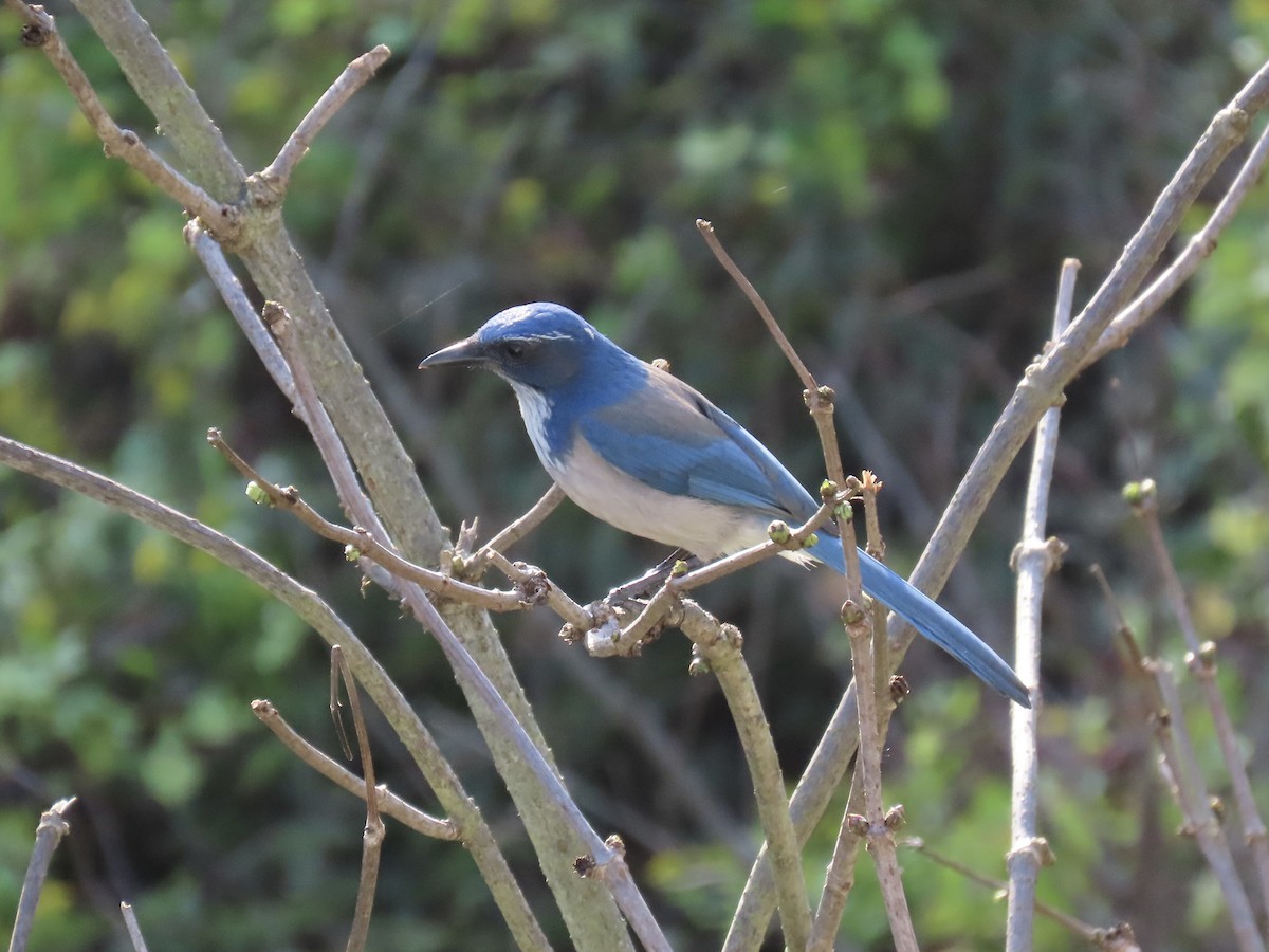 California Scrub-Jay - ML646408395