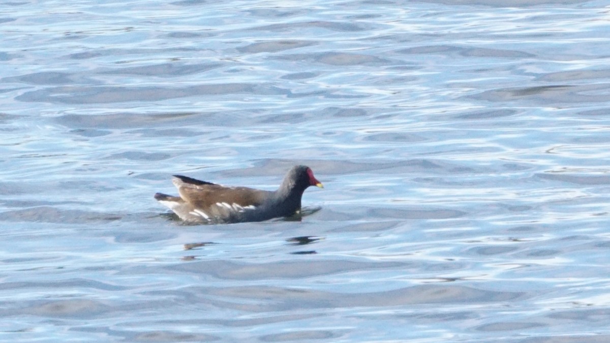 Eurasian Moorhen - ML646408397