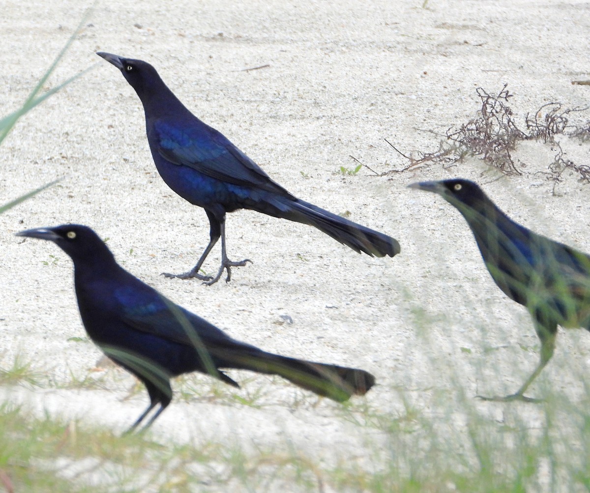 Great-tailed Grackle - ML646408398