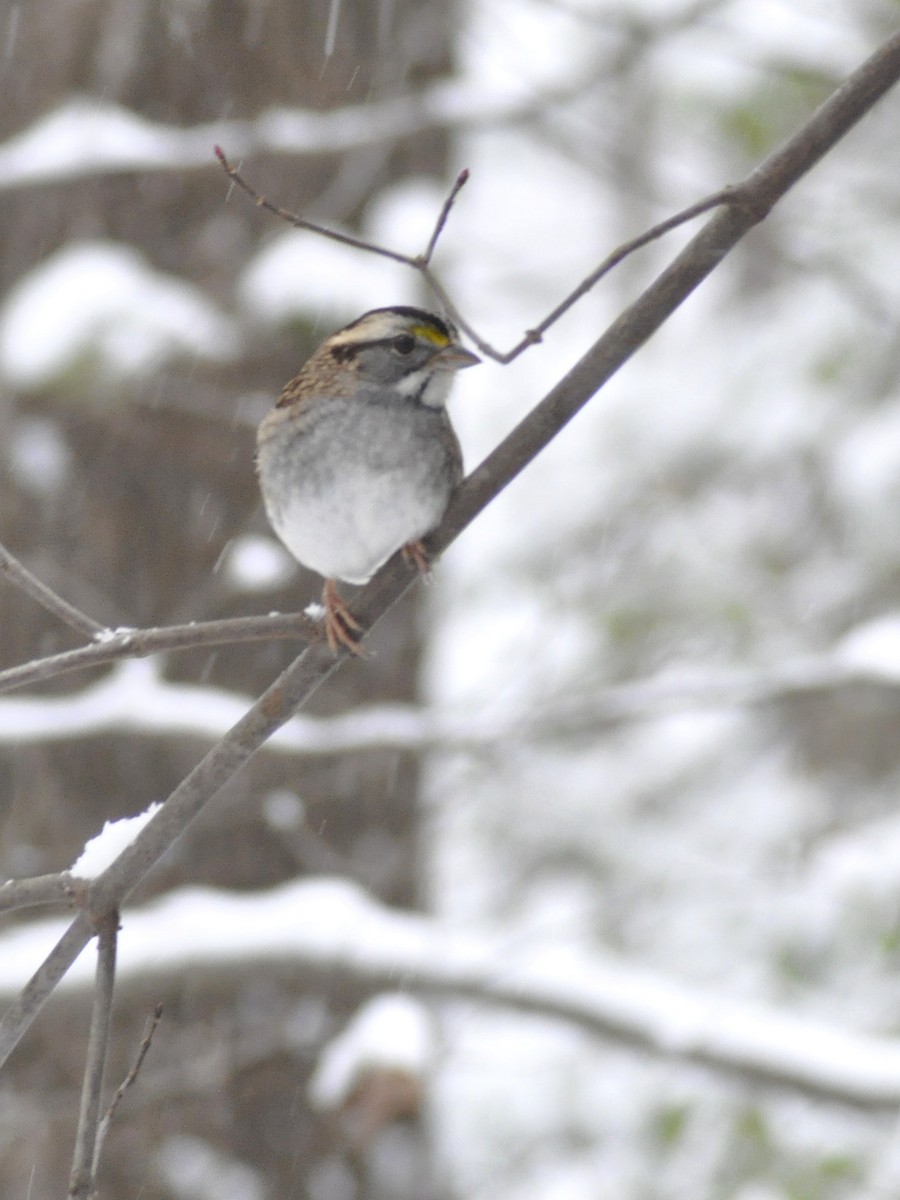 White-throated Sparrow - ML646408399