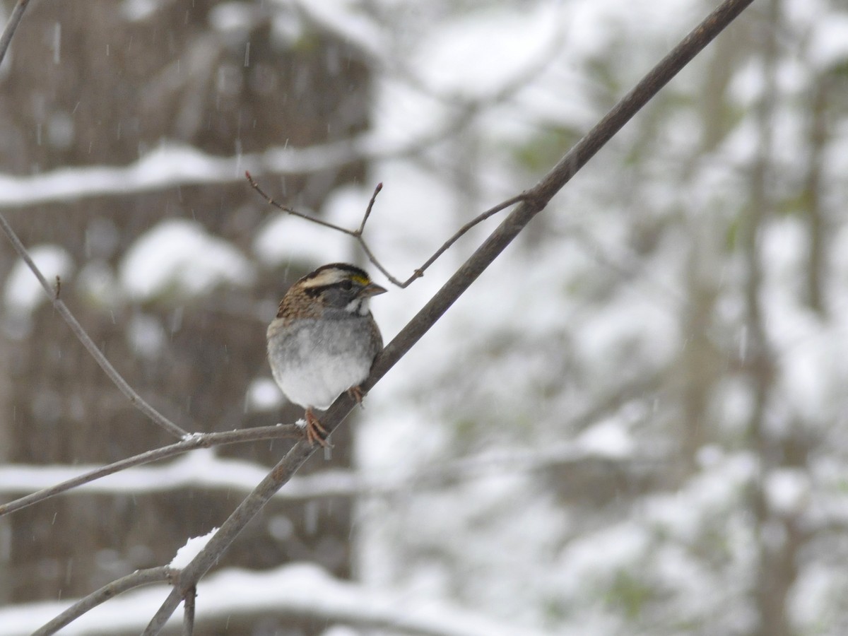 White-throated Sparrow - ML646408400