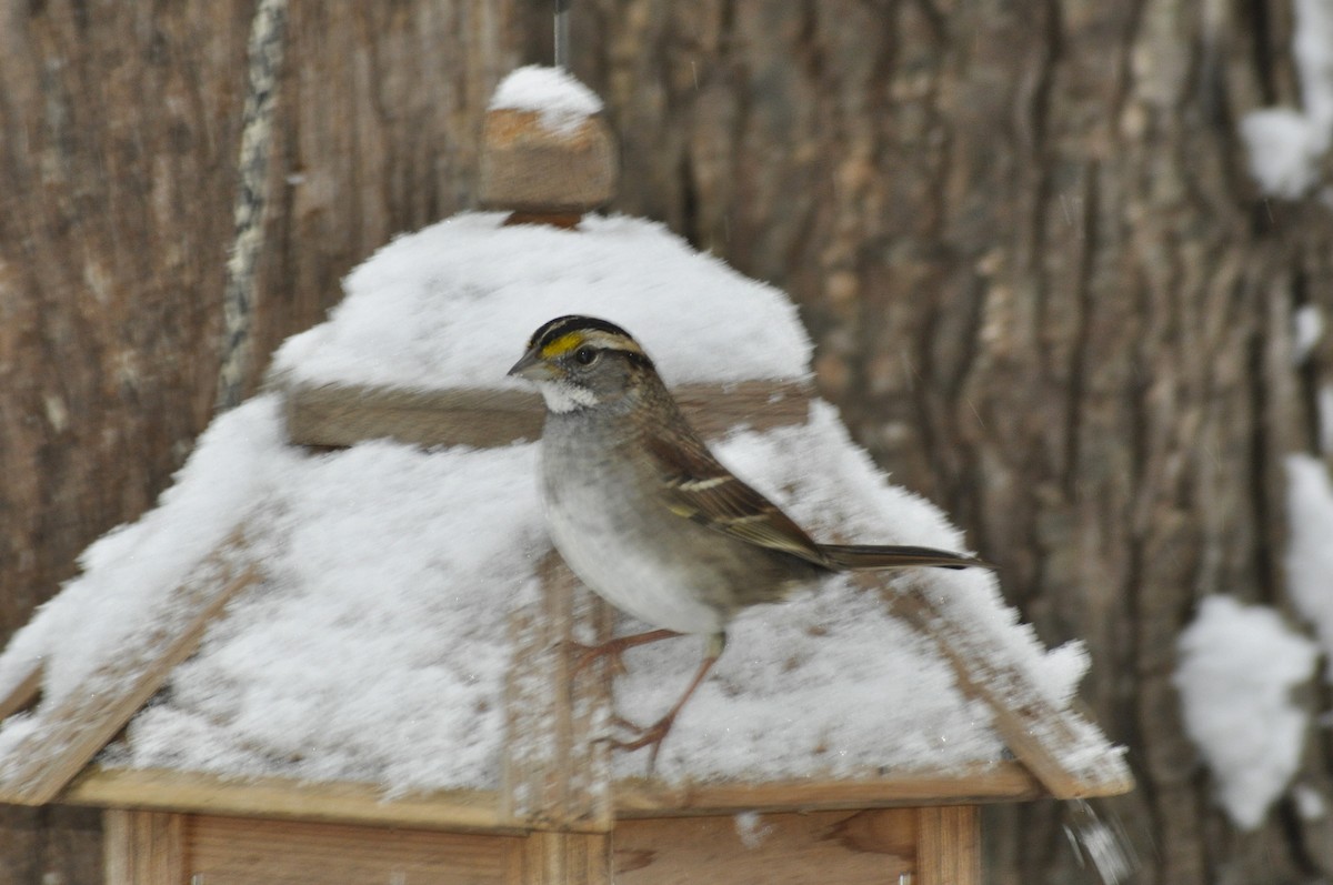 White-throated Sparrow - ML646408401