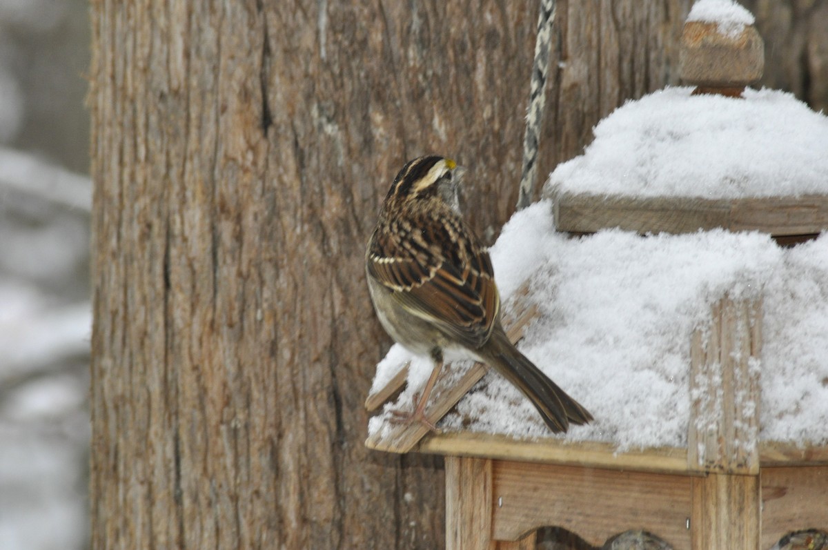 White-throated Sparrow - ML646408402