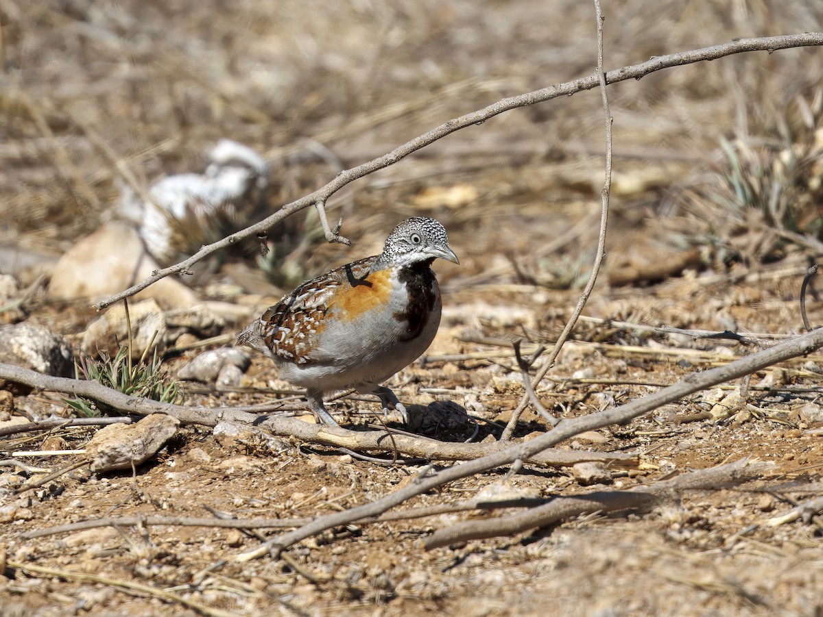 Madagascar Buttonquail - ML646408406