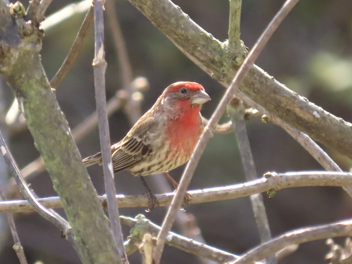 House Finch - ML646408408
