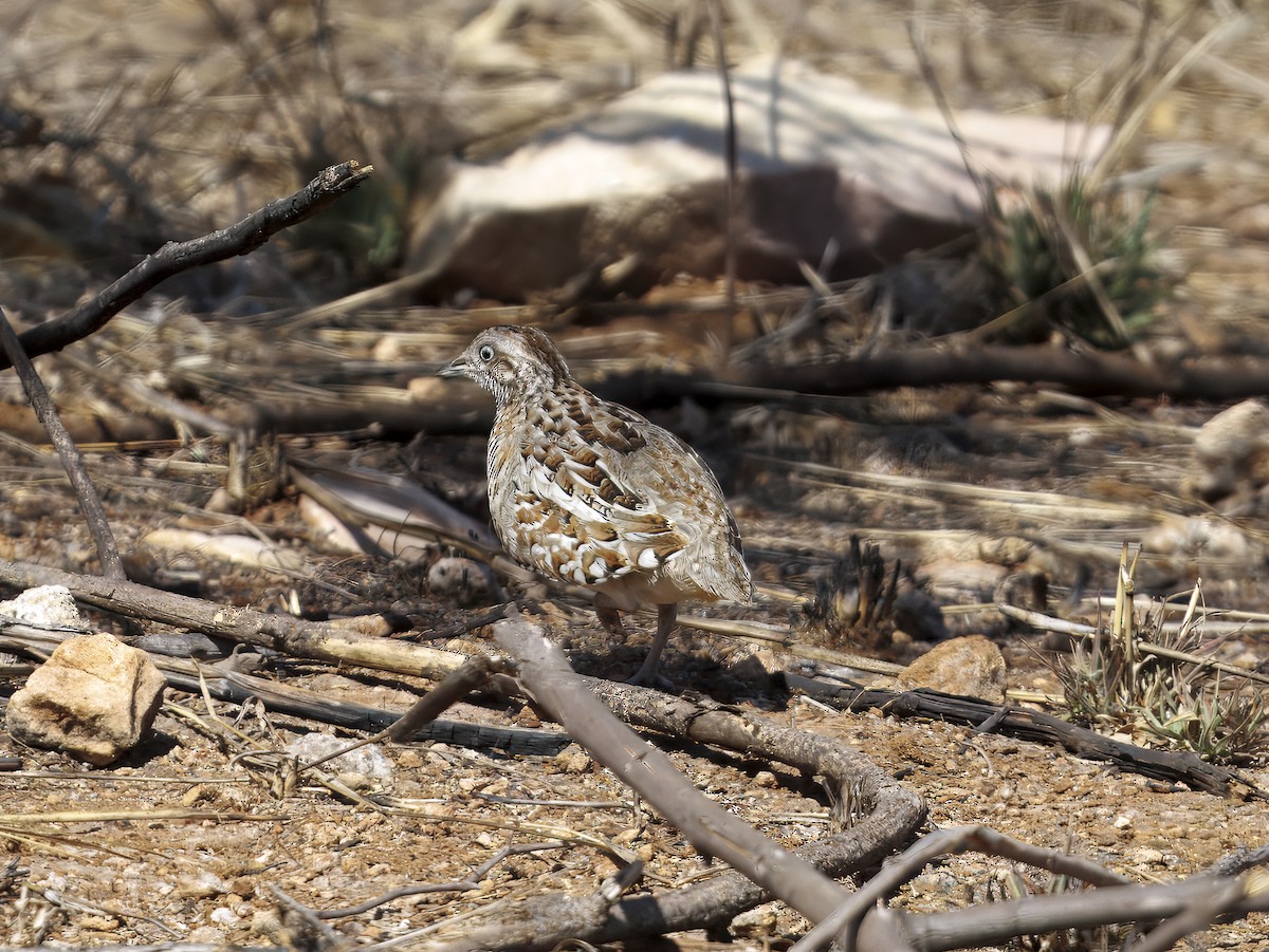 Madagascar Buttonquail - ML646408409