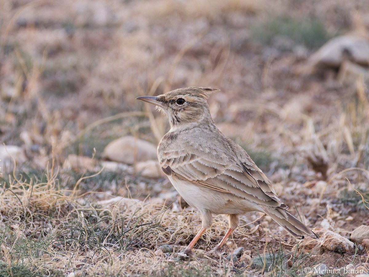 Crested Lark - ML646408411