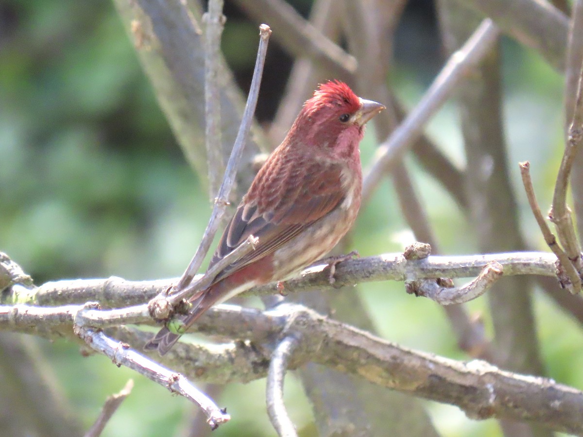 Purple Finch - ML646408412