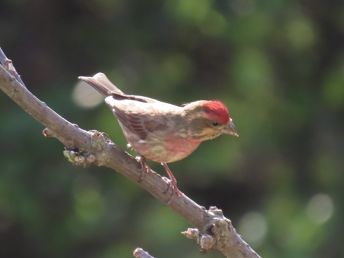 Purple Finch - ML646408413